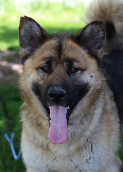 Ernie, an adoptable Mixed Breed in Walla Walla, WA, 99362 | Photo Image 1