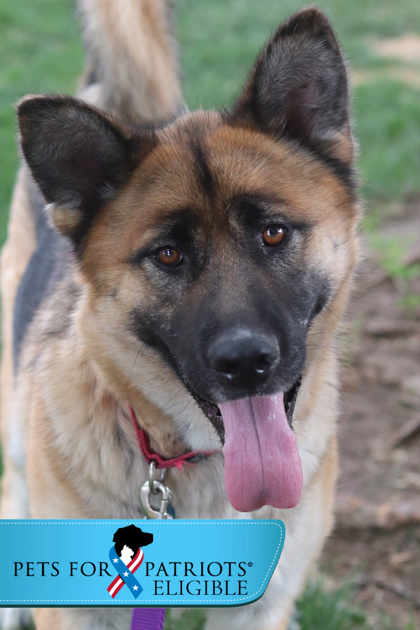 Ernie, an adoptable Mixed Breed in Walla Walla, WA, 99362 | Photo Image 1