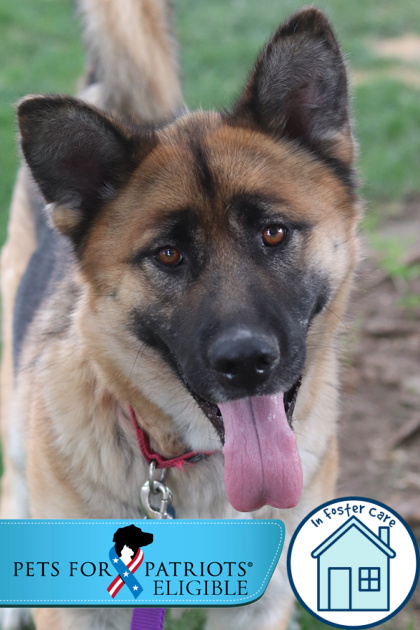 Ernie, an adoptable Mixed Breed in Walla Walla, WA, 99362 | Photo Image 1
