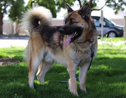 Ernie, an adoptable Mixed Breed in Walla Walla, WA, 99362 | Photo Image 2
