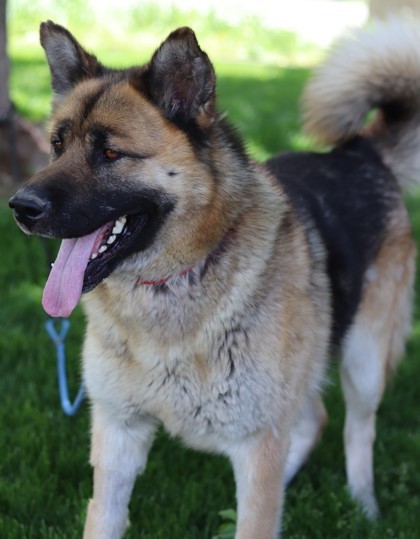 Ernie, an adoptable Mixed Breed in Walla Walla, WA, 99362 | Photo Image 3