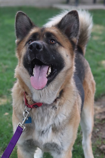 Ernie, an adoptable Mixed Breed in Walla Walla, WA, 99362 | Photo Image 3