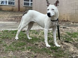 Jonesy, Adult Male Mixed Breed