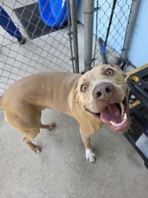 Phineas, Young Male Mixed Breed