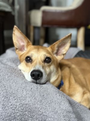 Meet Wink At 7 years old Wink is the perfect balance of chill and cheerful This handsome boy-poss