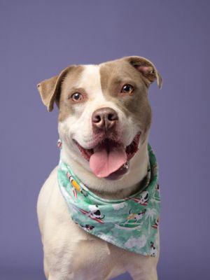 Lexi, Adult Female American Bulldog