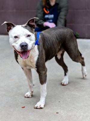 Baroness, Adult Female Mixed Breed