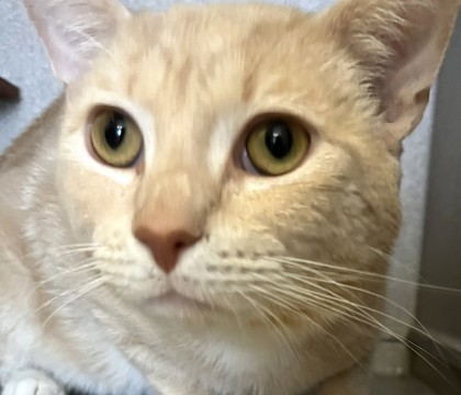 Minino