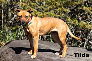 Tilda, Adult Female Boxer