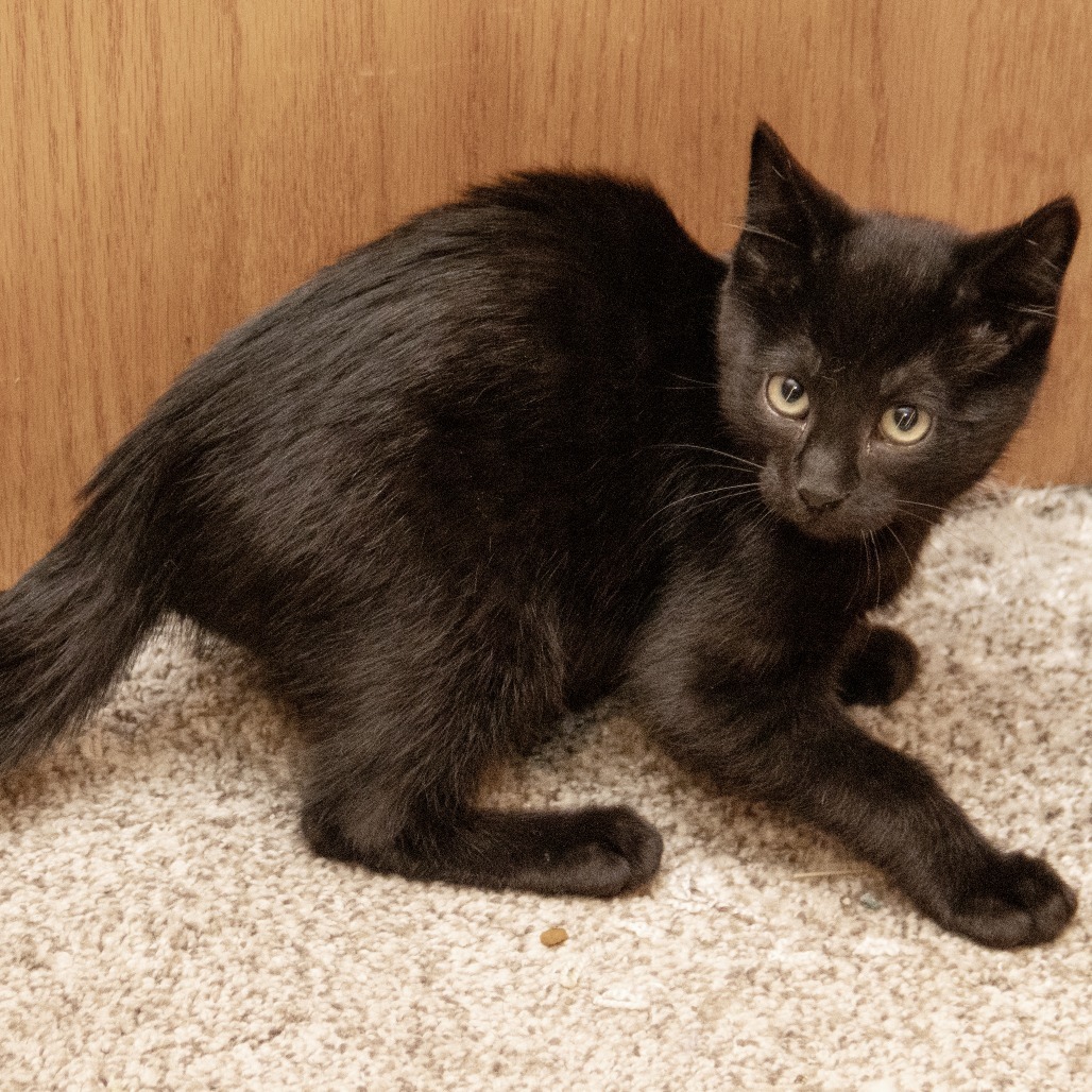 Ash (Red), an adoptable Domestic Short Hair in Wichita, KS, 67208 | Photo Image 1