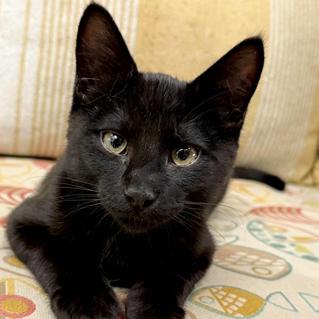 Ash, an adoptable Domestic Short Hair in Wichita, KS, 67208 | Photo Image 1
