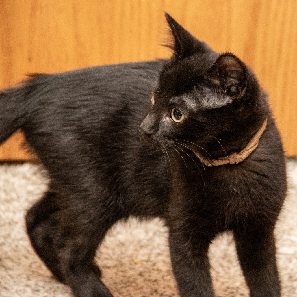Ash (Red), an adoptable Domestic Short Hair in Wichita, KS, 67208 | Photo Image 2