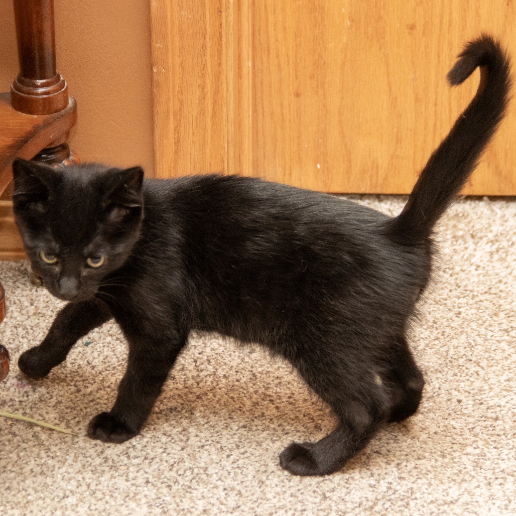 Ash (Red), an adoptable Domestic Short Hair in Wichita, KS, 67208 | Photo Image 3