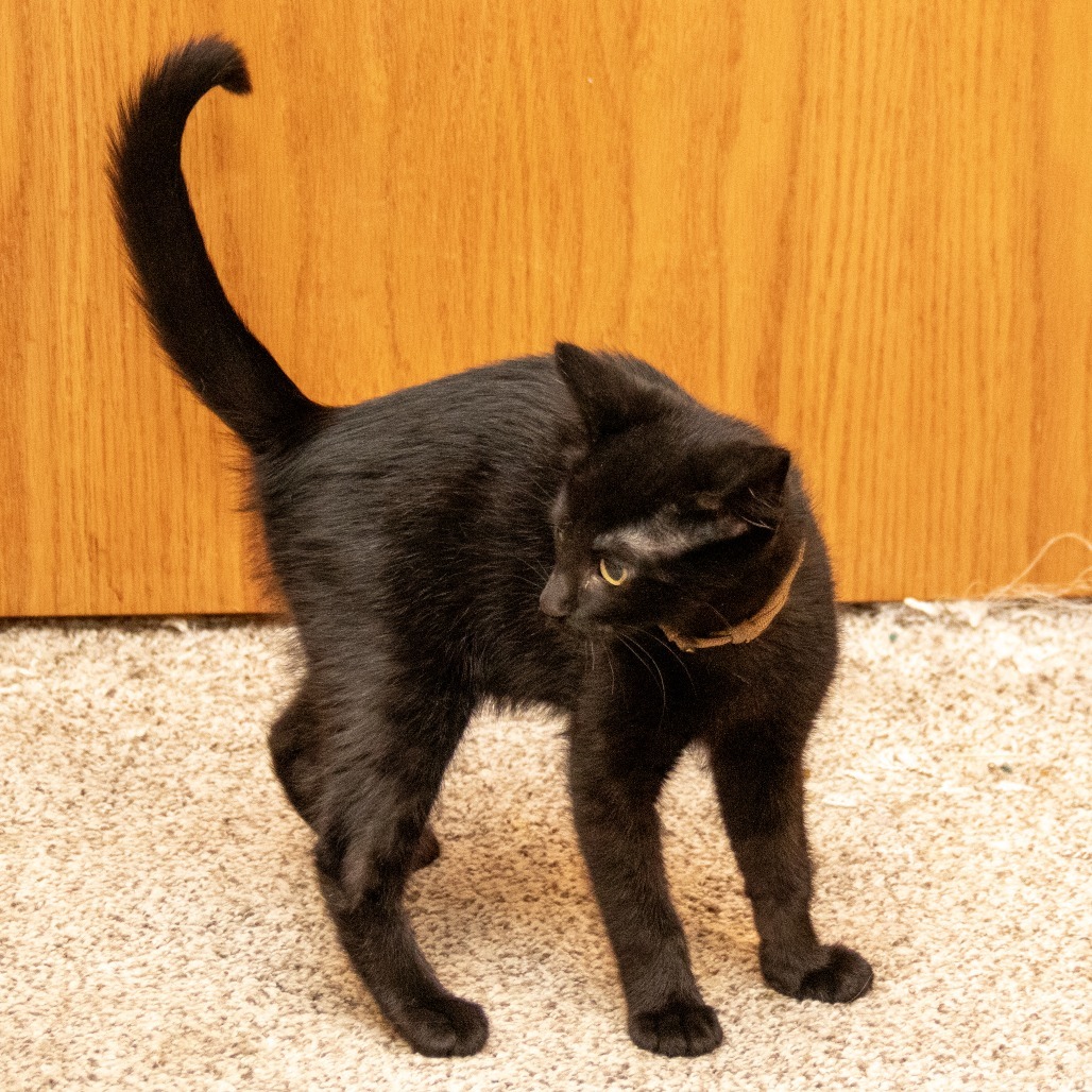 Ash, an adoptable Domestic Short Hair in Wichita, KS, 67208 | Photo Image 4