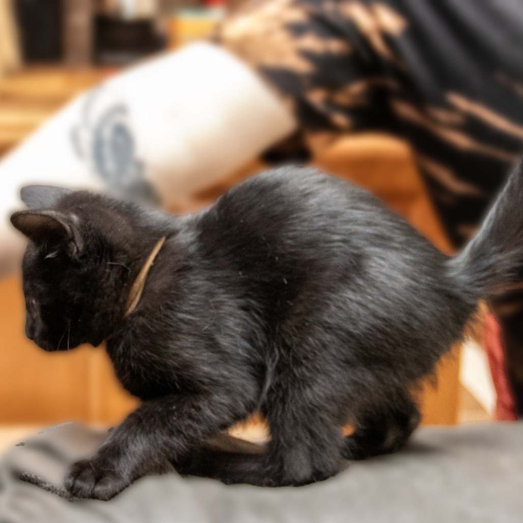 Ash (Red), an adoptable Domestic Short Hair in Wichita, KS, 67208 | Photo Image 5