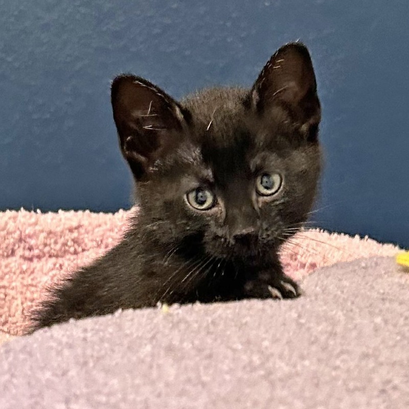 Ash (Red), an adoptable Domestic Short Hair in Wichita, KS, 67208 | Photo Image 6