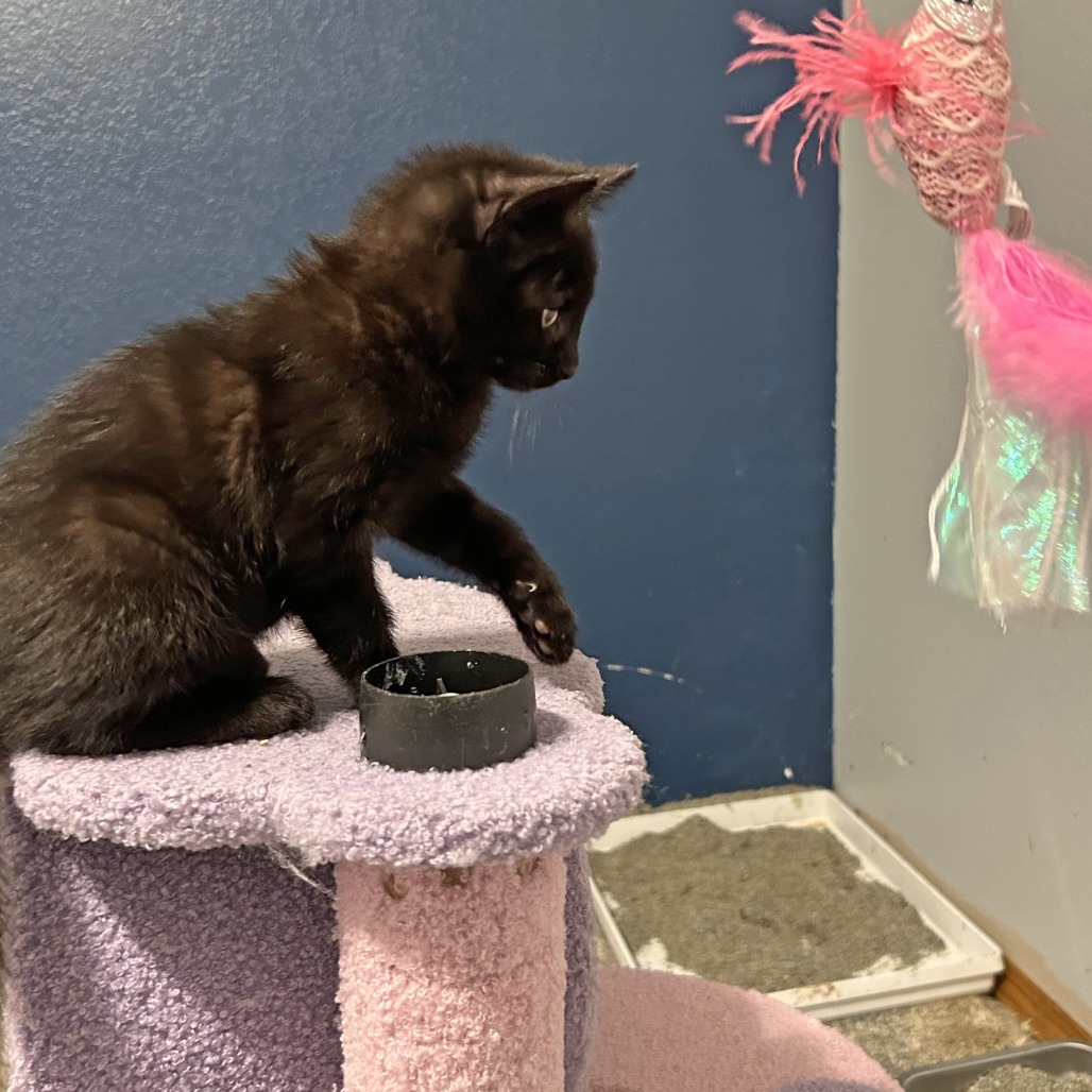 Ember (Pink)