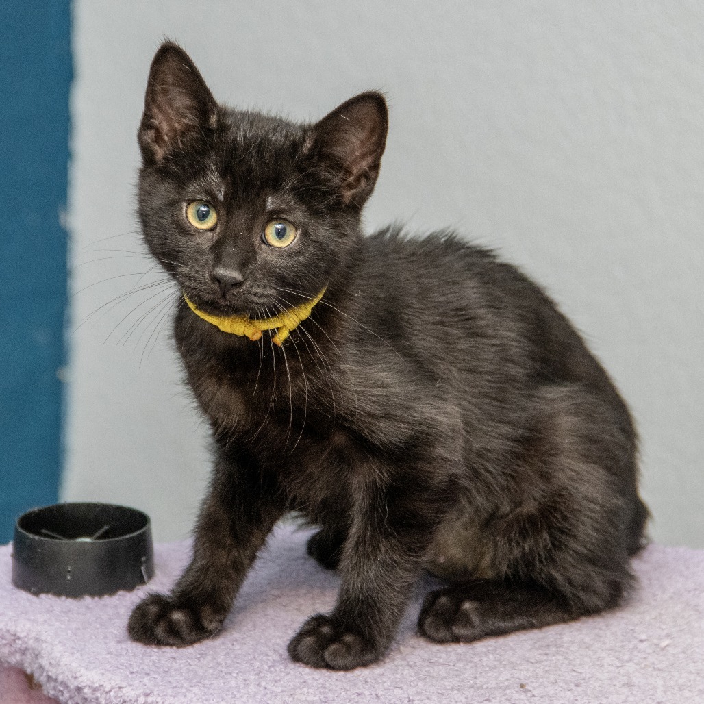 Cinder (Orange)