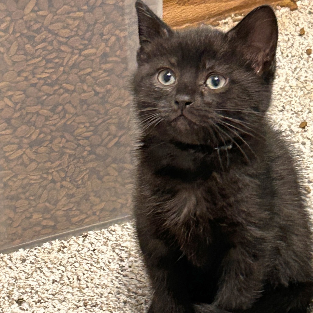 Cinder (Orange)