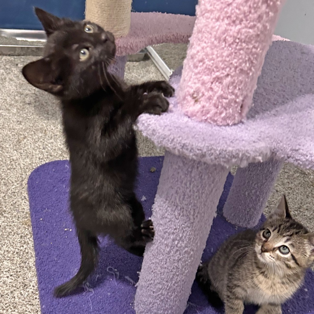 Cinder (Orange), an adoptable Domestic Short Hair in Wichita, KS, 67208 | Photo Image 3