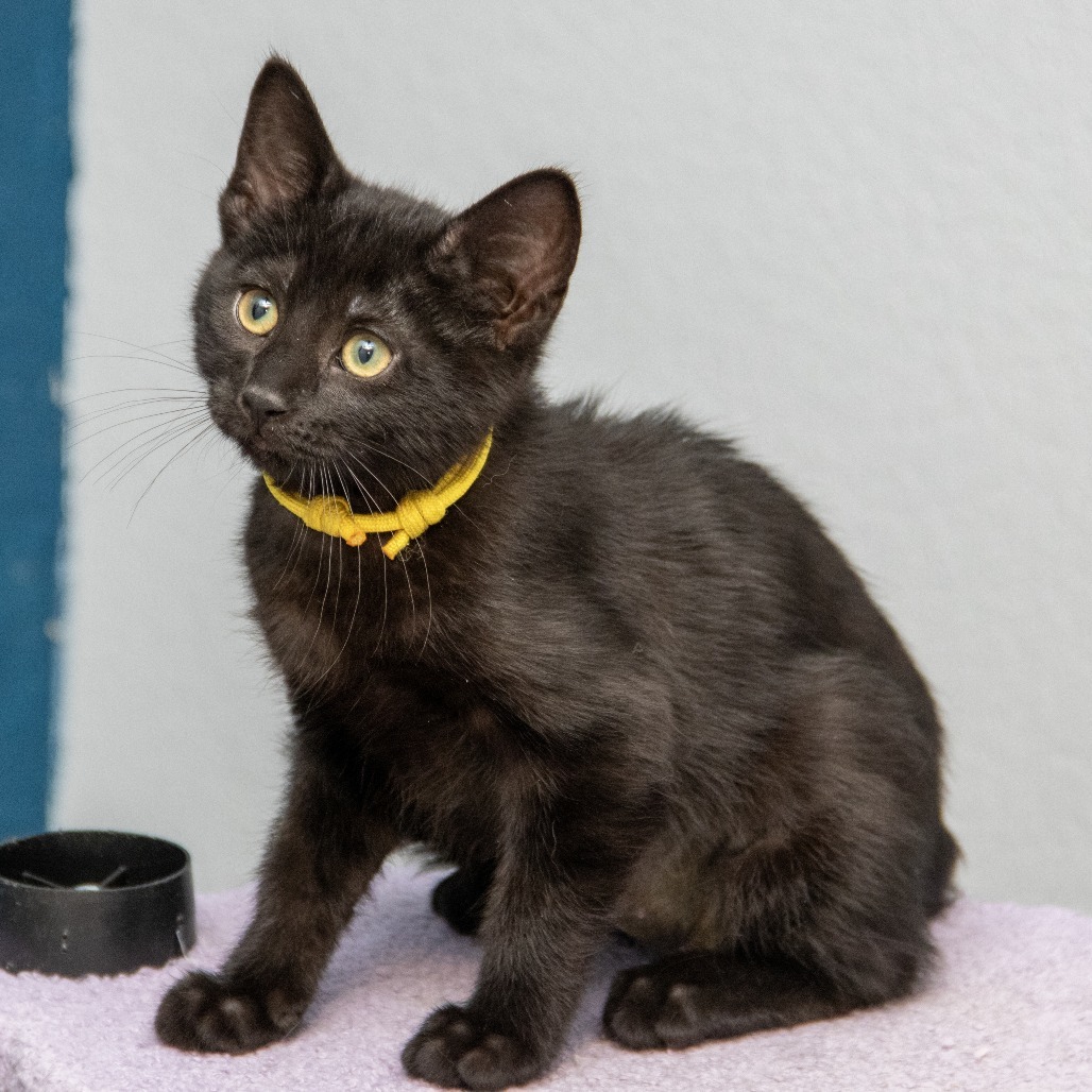 Cinder (Orange)
