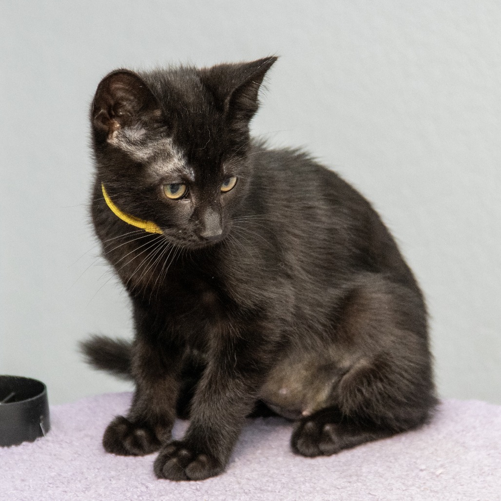 Cinder (Orange), an adoptable Domestic Short Hair in Wichita, KS, 67208 | Photo Image 5