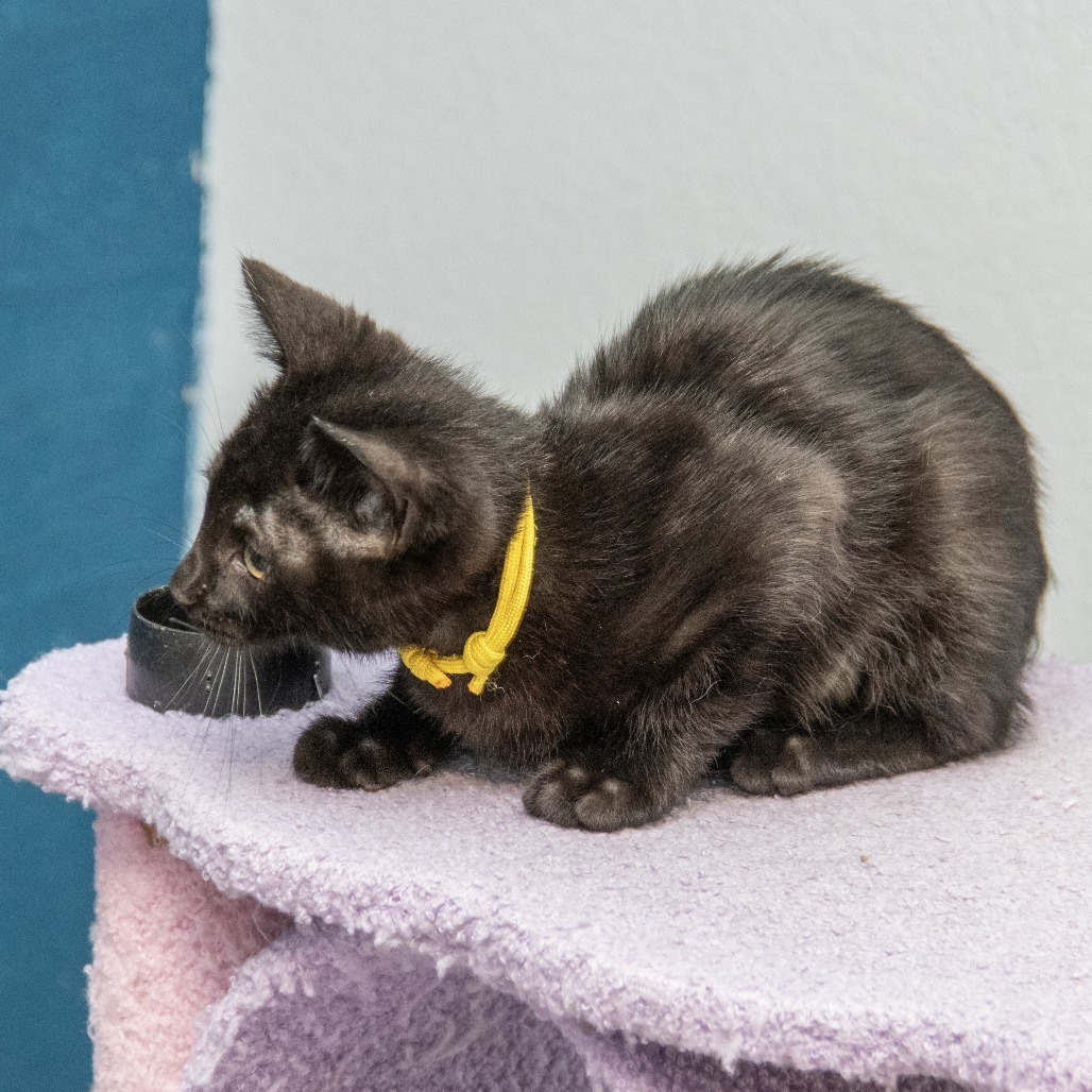 Cinder (Orange), an adoptable Domestic Short Hair in Wichita, KS, 67208 | Photo Image 6