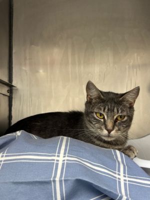 Moana Domestic Short Hair Cat