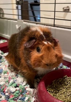 Carrot, Adult Male Guinea Pig