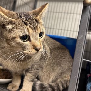 Oyster, Young Female Domestic Short Hair