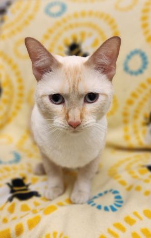 Johnny Cat