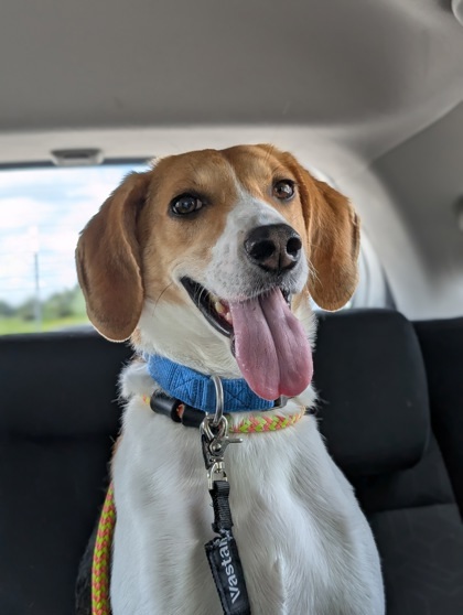 Louie