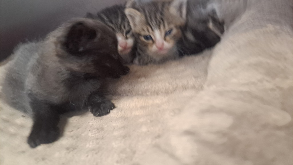 Lilo