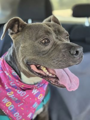 Mila, Adult Female Pit Bull Terrier