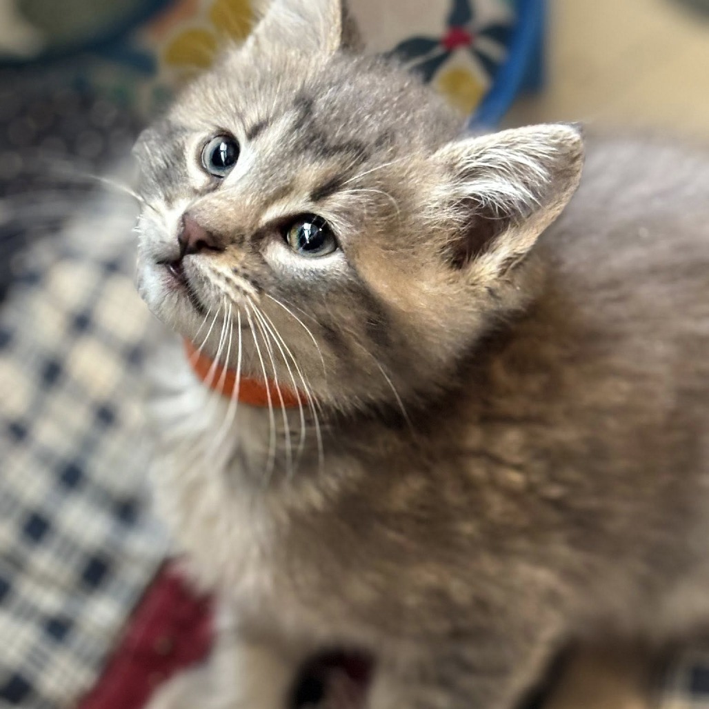 Chatter