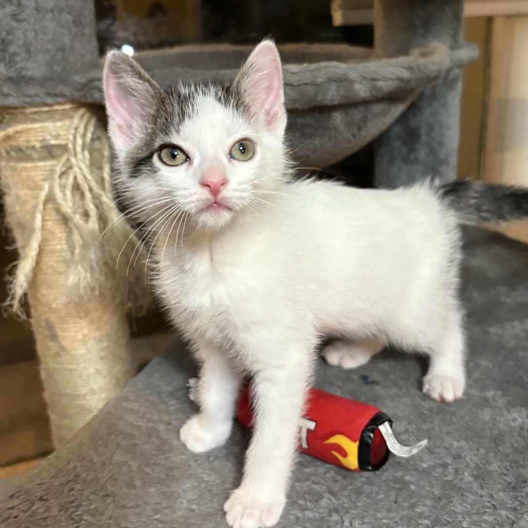 Libra, an adoptable Domestic Short Hair in Wichita, KS, 67208 | Photo Image 1