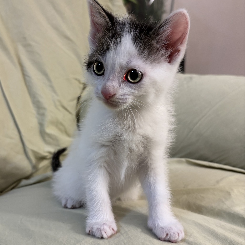 Libra, an adoptable Domestic Short Hair in Wichita, KS, 67208 | Photo Image 2