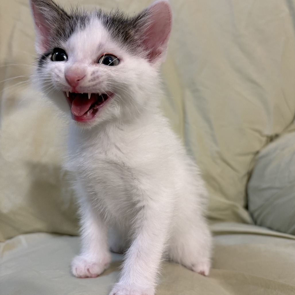 Libra, an adoptable Domestic Short Hair in Wichita, KS, 67208 | Photo Image 3