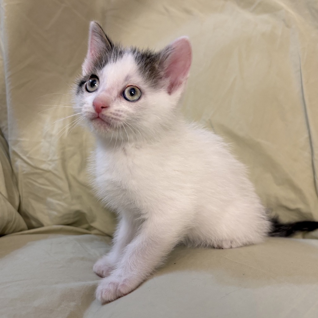 Libra, an adoptable Domestic Short Hair in Wichita, KS, 67208 | Photo Image 4