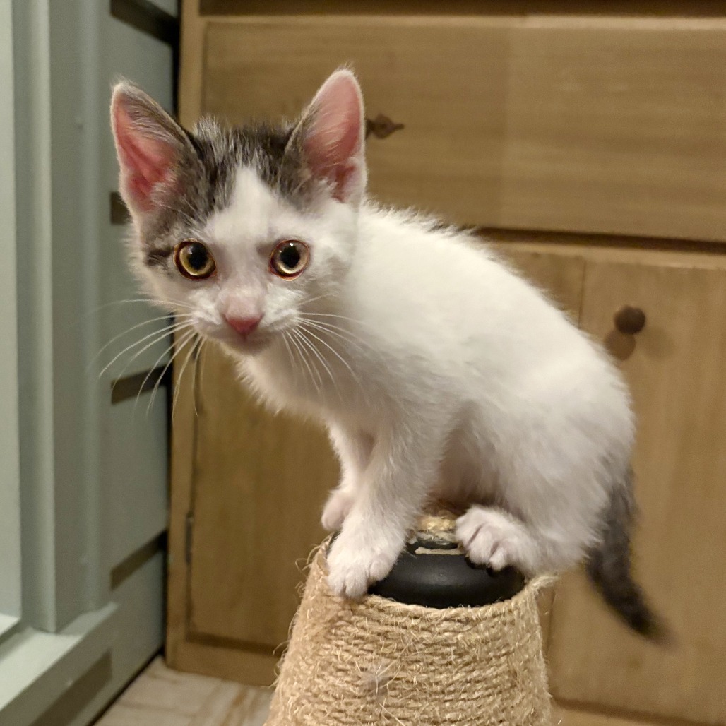 Libra, an adoptable Domestic Short Hair in Wichita, KS, 67208 | Photo Image 5
