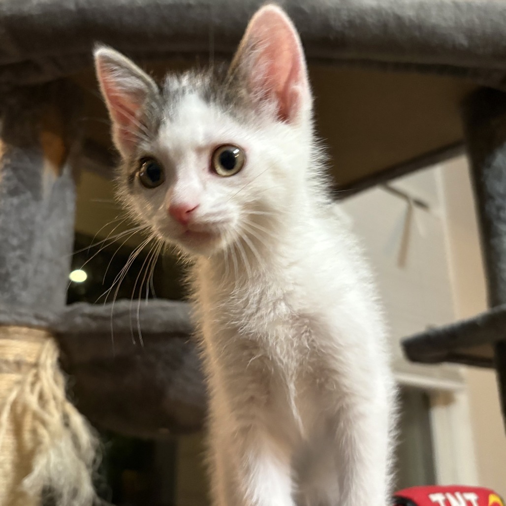 Libra, an adoptable Domestic Short Hair in Wichita, KS, 67208 | Photo Image 6
