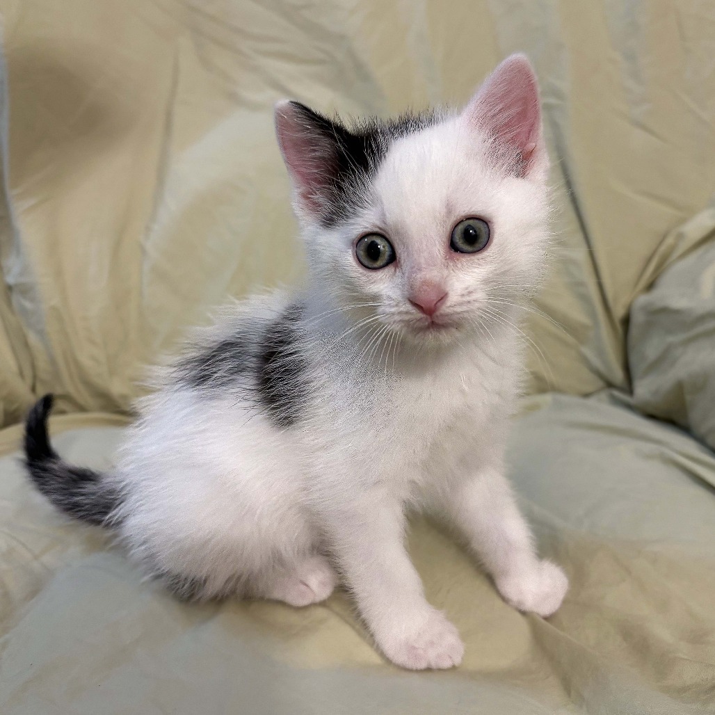 Virgo, an adoptable Domestic Short Hair in Wichita, KS, 67208 | Photo Image 1