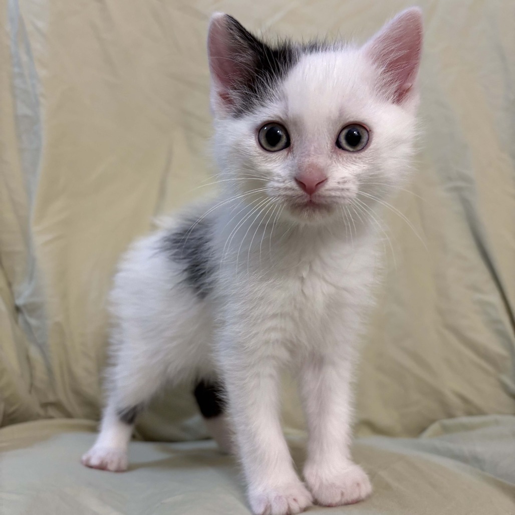 Virgo, an adoptable Domestic Short Hair in Wichita, KS, 67208 | Photo Image 2
