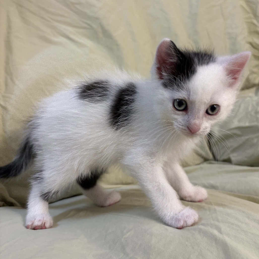 Virgo, an adoptable Domestic Short Hair in Wichita, KS, 67208 | Photo Image 3