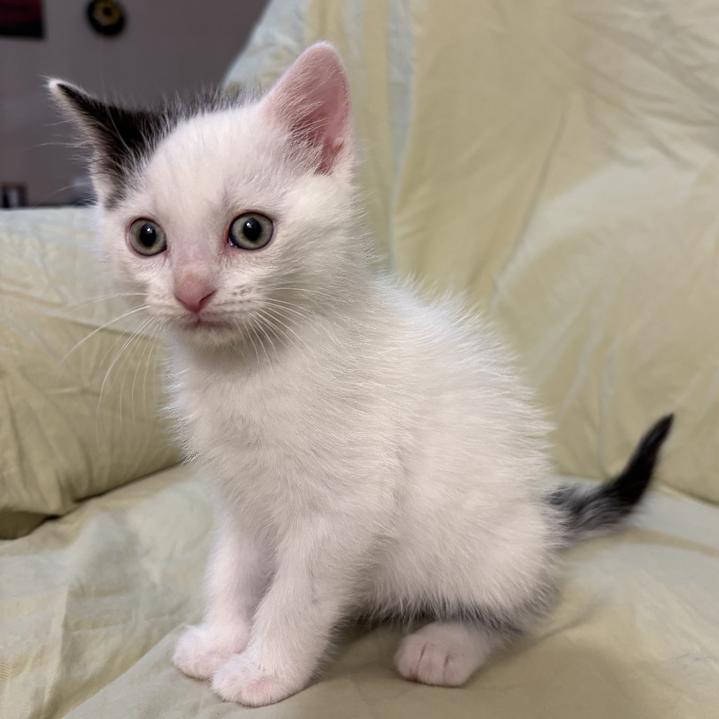 Virgo, an adoptable Domestic Short Hair in Wichita, KS, 67208 | Photo Image 4