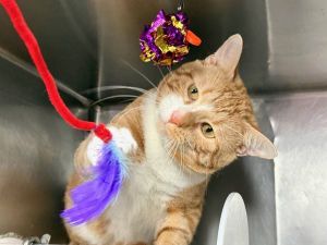 Tangerine, Adult Male Domestic Short Hair