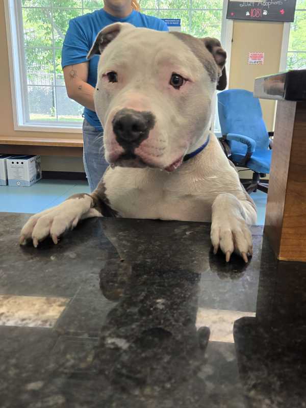Brad Pittie