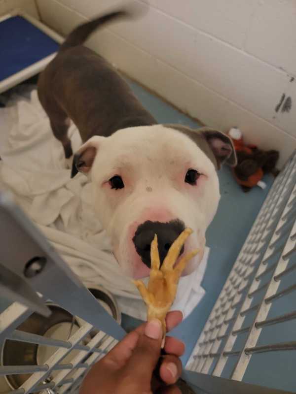 Brad Pittie