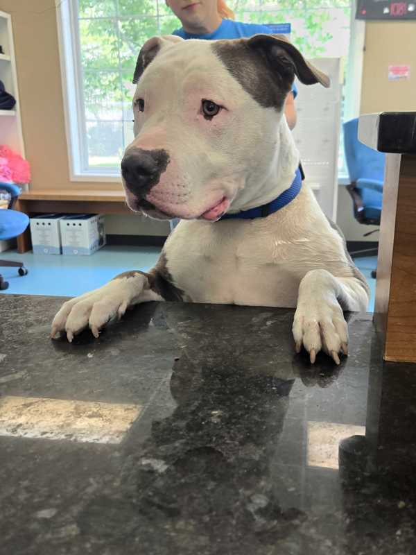 Brad Pittie