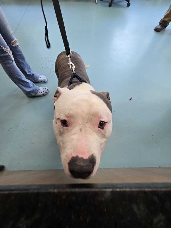 Brad Pittie